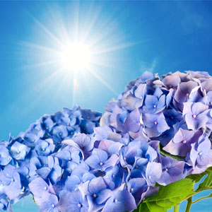 NG Blue Hydrangea Type Fragrance Oil Nature's Garden Candles