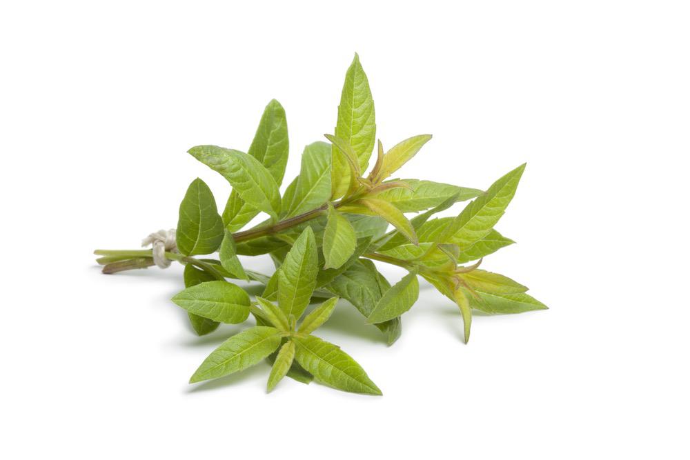Lemon Verbena Tea - Healthier Steps