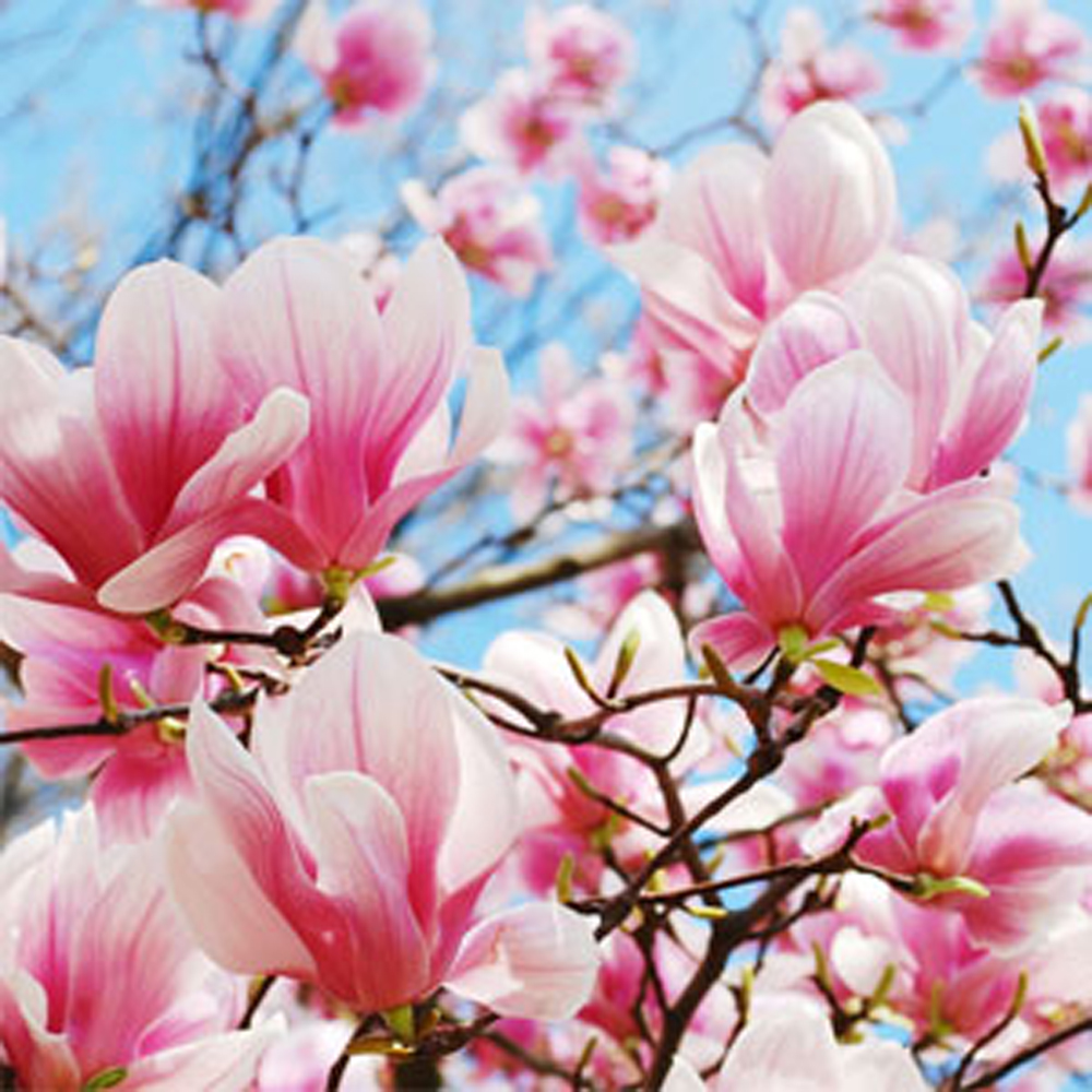 Magnolia Bloom Essential Oil Perfume 10ml Floral and Citrus Fragrance Fresh  and Invigorating Scent Magnolia Blossom and Bergamot 