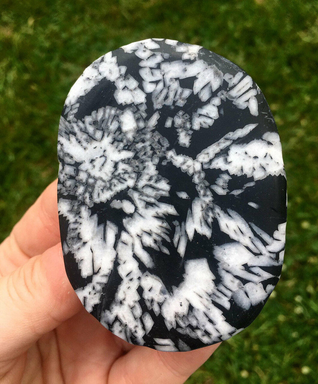 Chrysanthemum Palm Stone - Polished Stone Oval | New Moon Beginnings