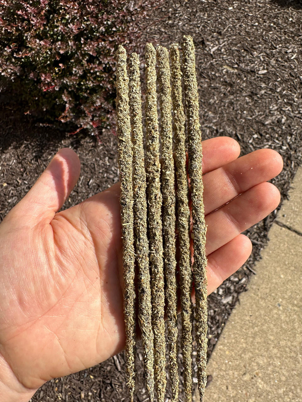 Eucalyptus Incense Sticks (6pack) New Moon Beginnings New Moon