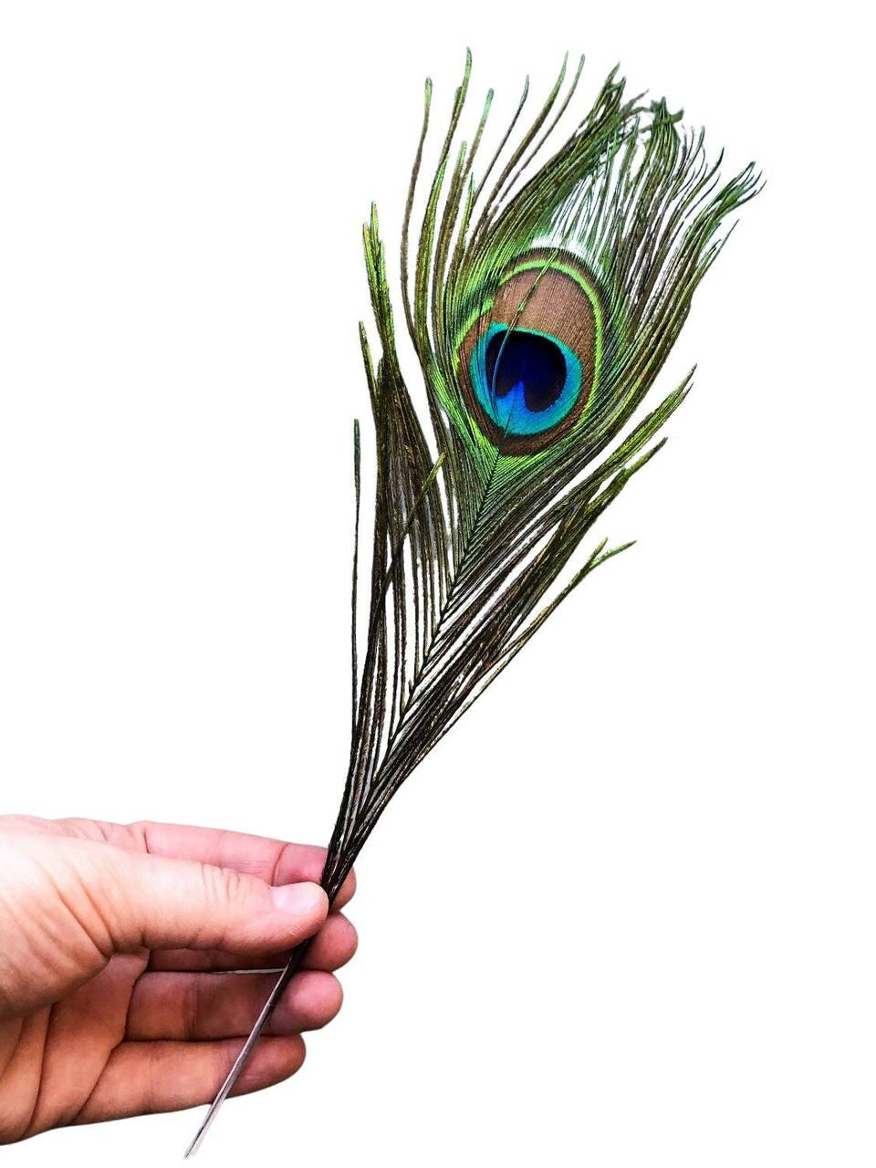 Peacock Feather  New Moon Beginnings