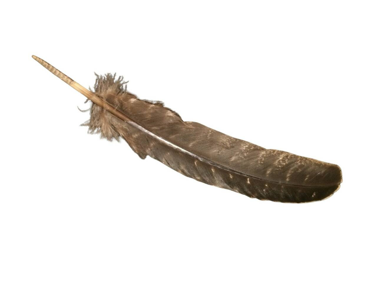 Turkey Smoke Cleansing Feather - Surrender To Happiness