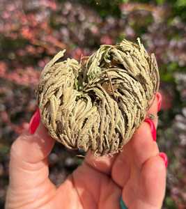 Dried Rose of Jericho resurrection plant held in a hand in front of autumn foliage
