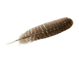 Turkey Feather