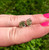 Moldavite Stud Earrings in Sterling Silver 