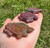 Bloodstone Turtle 