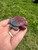 Bloodstone Turtle 