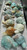 Miniature Amazonite Turtle 