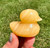 Yellow Calcite Duck 