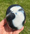 Orca Agate Freeform 
