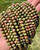 Unakite Bead Strand 