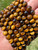 Gold Tigers Eye Bead Strand - Grade A 