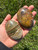 Fancy Jasper Palm Stone