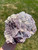 Raw Lepidolite Specimen - No.33 
