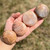 Peach Moonstone Palm Stone 