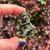 Fairy Forest Epidote with Quartz from Turkey 