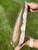 Side view of the gray agate slab held on edge outdoors, showing the raw cream-colored rind