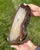 Red brown agate slab held outdoors, showing the dark gray crusty rind along its edge