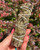 Yerba Santa cleansing bundle held upright in a hand in front of autumn foliage