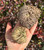 Two dried Rose of Jericho plants held in an open palm showing natural variation in size and color
