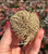 Close up of a dried Rose of Jericho held in a hand showing its curled fronds