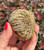Dried Rose of Jericho held in a hand showing the tightly curled ball shape