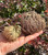 Two dried Rose of Jericho plants of different sizes held in a hand for size reference