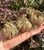 Rose of Jericho 