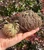 Rose of Jericho 