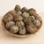 Rose of Jericho 