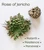 Rose of Jericho 