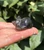 Smoky Quartz sleeping cat held on fingertips, glowing smoky gray with soft brown undertones
