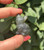Labradorite sitting cat held between fingertips, showing its carved face and smooth gray body