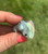 Back of a Labradorite sitting cat glowing with rainbow flash in blue, green and gold