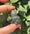 Labradorite Sitting Cat 