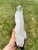 Raw Lemurian Quartz Crystal Point on Metal Stand - 4