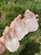 Raw Lemurian Quartz Crystal Point - Large