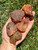 Raw Carnelian Stone - Grade B 