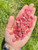 Tumbled Rhodochrosite Stone - Extra Quality