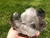 Raw Smoky Quartz Crystal Cluster - 17