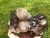 Raw Smoky Quartz Crystal Cluster - 17