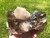 Raw Smoky Quartz Crystal Cluster - 17
