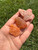 Sacral Chakra Stone Set (Raw)
