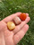 Sacral Chakra Stone Set (Tumbled)