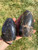 Black Moonstone Moon - Polished Standing Stone