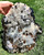 Agate Slab - Geode - Front Polished Stone - 134