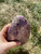 Lepidolite Freeform - Polished Stone Standing Specimen - 9