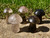 Smoky Quartz Mushroom - Polished Crystal Sculpture