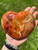 Carnelian Heart - Polished Stone - 5